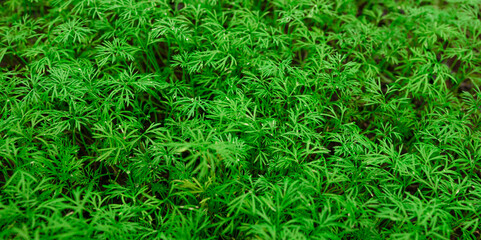 Dill with dew drops, small green plants densely planted in the garden for use as seasoning, close-up top view, herbal floral background. Baner, green plants background. copy space. top view. 