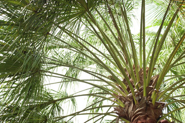 Obraz na płótnie Canvas palm tree branches