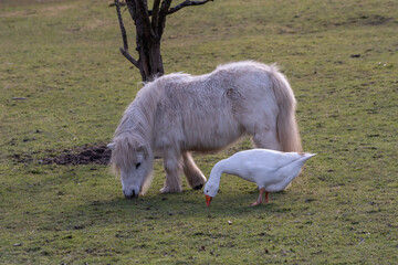 pony and goose, two best friends, grazing in pasture