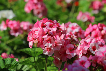 pink plumbago auriculata flower in the garden