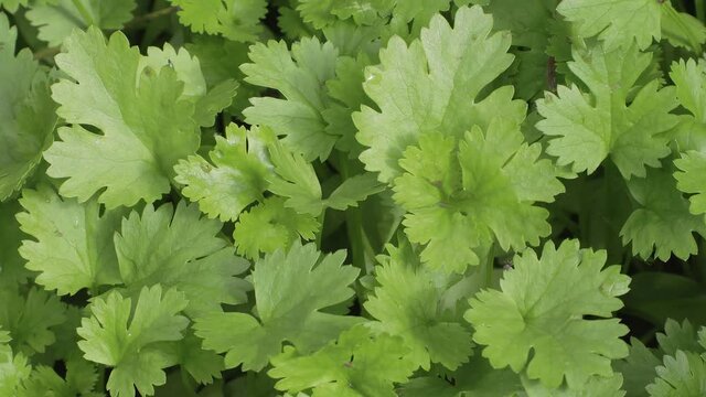 Coriander plant in vegetables garden. Organic coriander leaf background