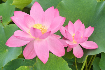 蓮の花　満開　夏景色