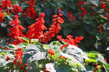 red salvia flower in the garden