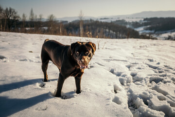 A dog walking in the snow a Labrador