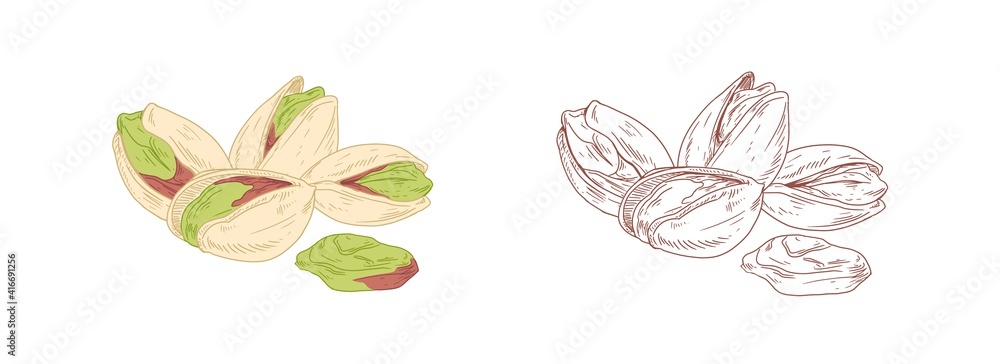 Poster colored pistachio and unpainted outlined sketch of pistaches. peeled and unopened nut fruits. hand-d