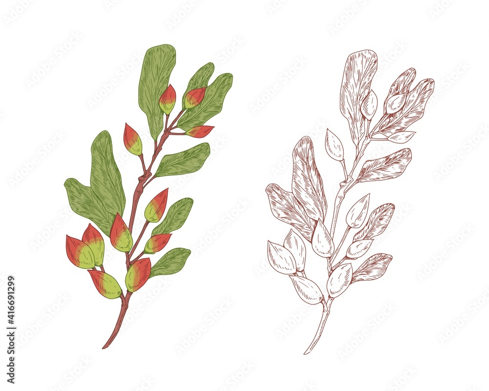 Aufkleber colored pistachio branch and outlined sketch of pistache plant. contoured botanical elements with ra