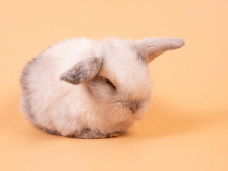 Gray adorable baby rabbit on yellow background. Cute baby rabbit.