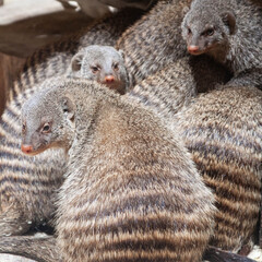 small furry animals mongoose striped close up