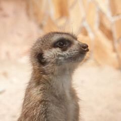 small furry animals meerkat close up