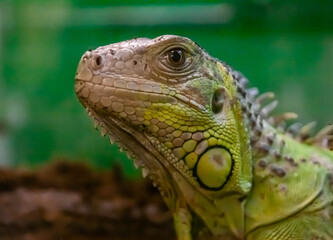 green iguana close-up on dark green background