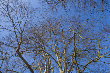Buche, Baumkrone, Kahler Baum mit Ästen im Winter, Deutschland, Europa
