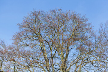Buche, Baumkrone, Kahler Baum mit Ästen im Winter, Deutschland, Europa