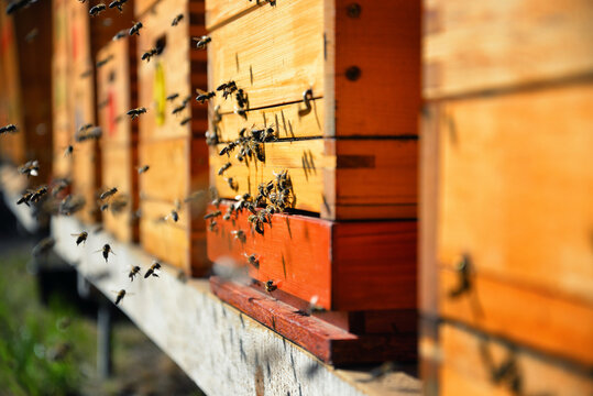 Close up of flying bees. Wooden beehive and bees in the garden. Apiary at home. Beekeeping concept.