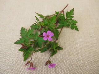 Flowering Roberts geranium, cranesbill, Geranium robertianum, on a wooden board