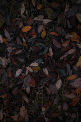 autumn leaves background 1