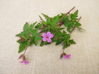Flowering Roberts geranium, cranesbill, Geranium robertianum, on a wooden board