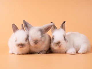 Three white cute rabbit on yellow background. Group of baby rabbits sitting isolated on background