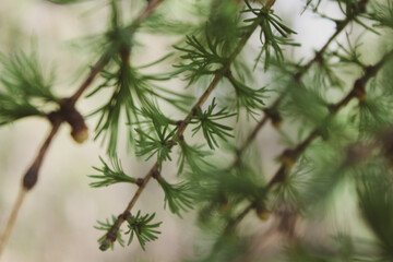 needle branches of larch tree 1
