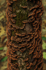 yellow and brown 2: lichen on tree