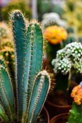 Mamillaria cactus is common type of indoor cactus. Home plants. Cactus with an elongated stem against background of multi-colored cacti. Selective focus