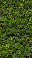 Vertical gardens are popular for decorating tall buildings and urban condominiums to give a feeling of being close to nature.
