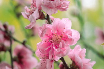 春らしい桜の花のアップ