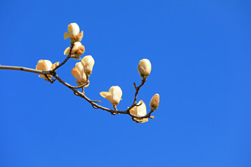 magnolia micro photos of flowers