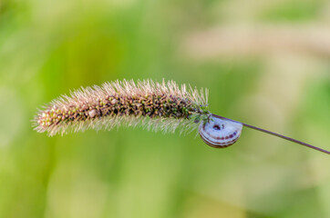 Meadow snail shell on a grass stalk in a field near Novi Sad, Serbia 