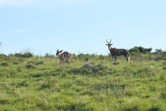 Male and female Blesbok on a hill on safari in Southern Africa