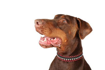 portrait of a doberman isolated on white 