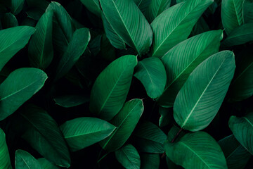 Naklejka na ściany i meble green leaf background, nature background concept
