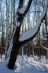 Snowy forest on a sunny day after heavy snowfall - 416694033