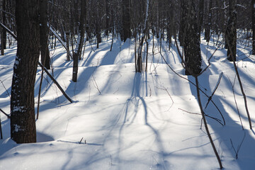 Long shadows in a snowy forest - 416694087