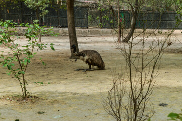 A ostrich in cage in delhi zoo.