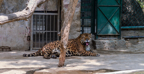 A panther is in cage in delhi zoo.