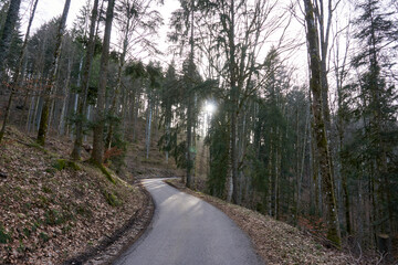 Fototapeta premium road through a forest with the sun in the background