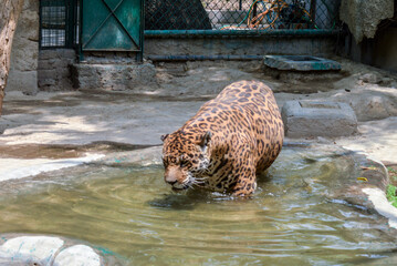 A panther is in cage in delhi zoo.