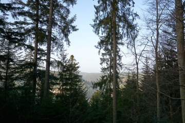 Fototapeta na wymiar beautiful view from a mountain between trees in the black forest