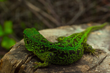 green forest spotted lizard on a wooden stump, lurking in the jungle, basking in the sun