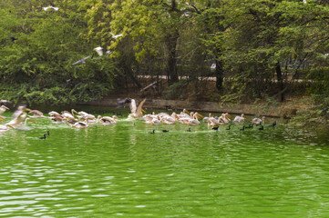 A group of pelican birds on pond in New Delhi Zoo.