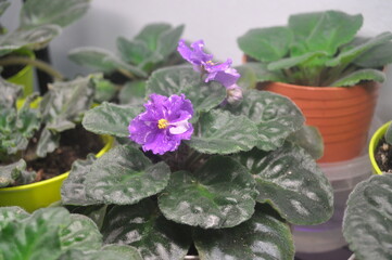 blue violet is blooming on the windowsill