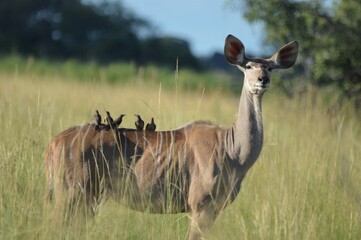 Deer, botswana