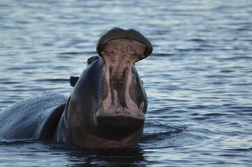 Hippo, botswana