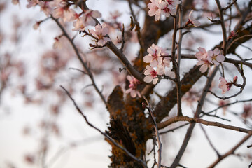 Detail photograph of the flowers of an almond tree blooming
