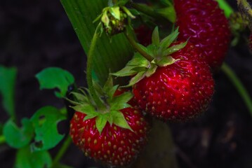 juicy strawberries in the garden in sunny clear summer weather in the shade of foliage