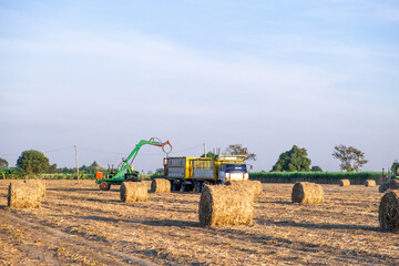 sugarcane harvester working in farm