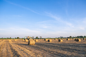 Sugarcane leaves briquette for processing