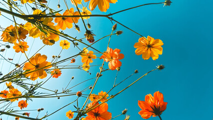 Fototapeta na wymiar Bright flowers in summer