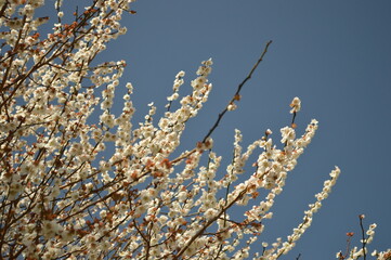 Blossom against a clear sky in Nagoya
