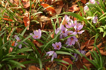 A mix of flowers in Nagoya Japan